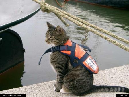 SUPER  CAT